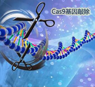 敲除细胞株构建/敲除株构建