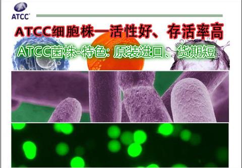 GS115毕赤酵母菌