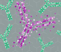 Abcam重组兔单抗