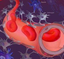 跨血脑屏障/AAV-PHP