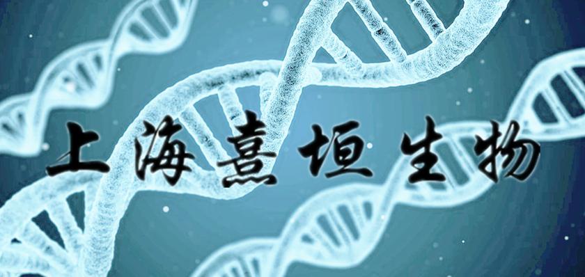 牛血清白蛋白，血清白蛋白;血清蛋白