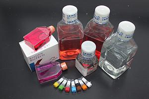 EOMA 小鼠血管瘤细胞