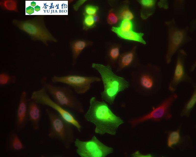 实验外包/代做实验