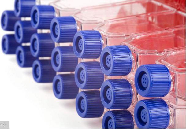 KYSE270(KYSE-270);人食道鳞状细胞癌