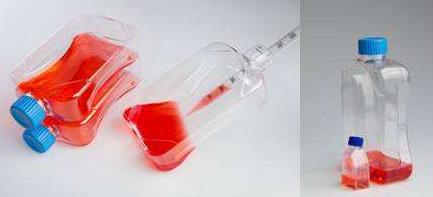 HT-22(HT22)；小鼠海马神经元细胞