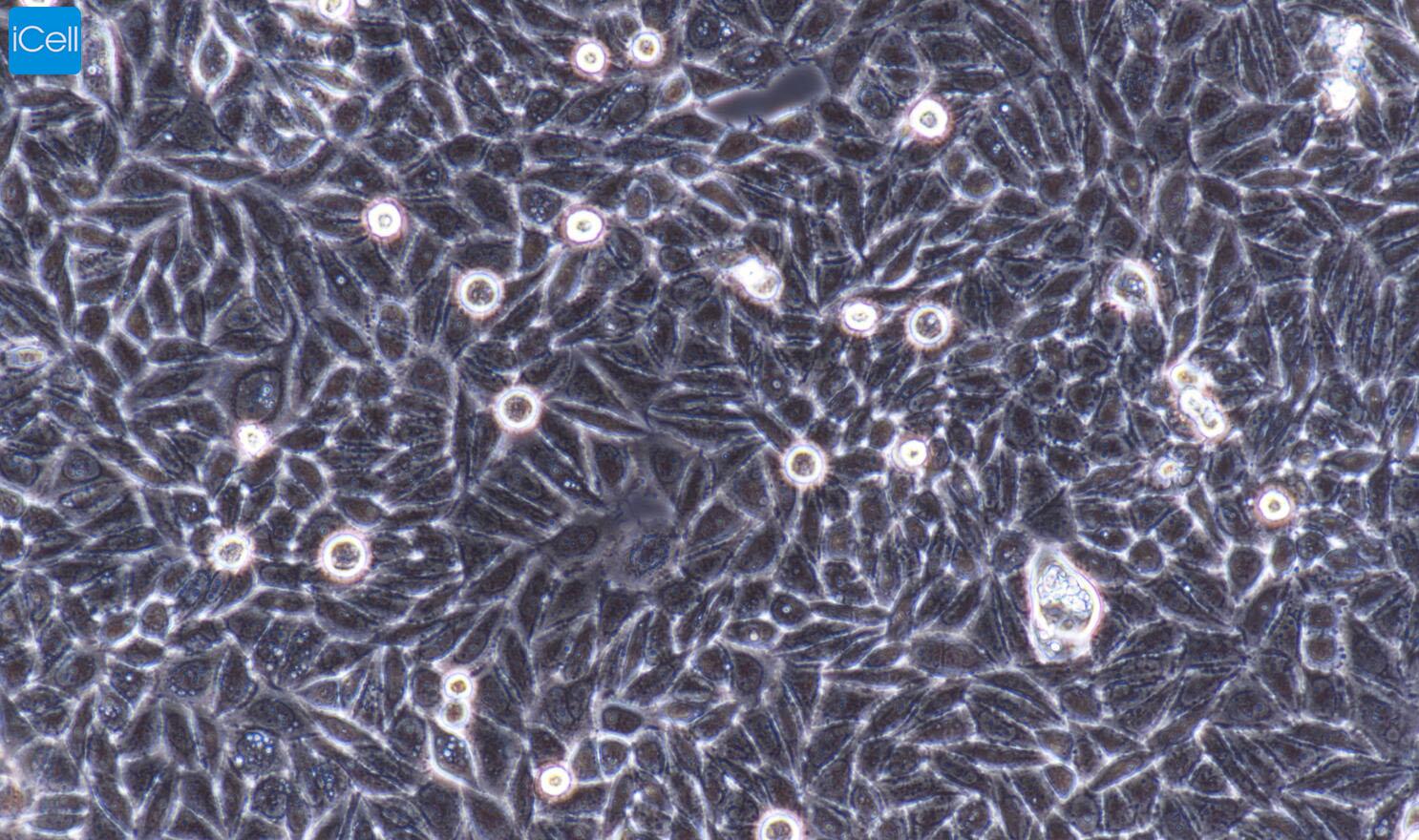 SD大小鼠细胞株/STR鉴定/PC-9人肺癌细胞