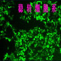 稳转细胞株的构建