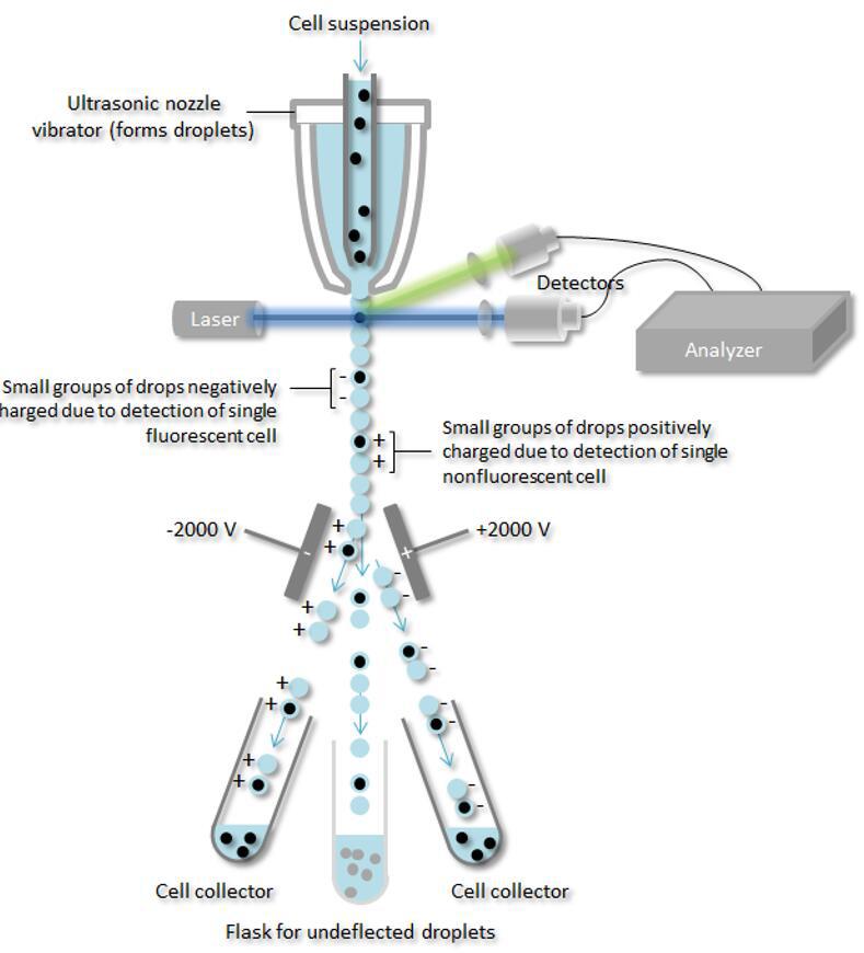 流式细胞分选计数