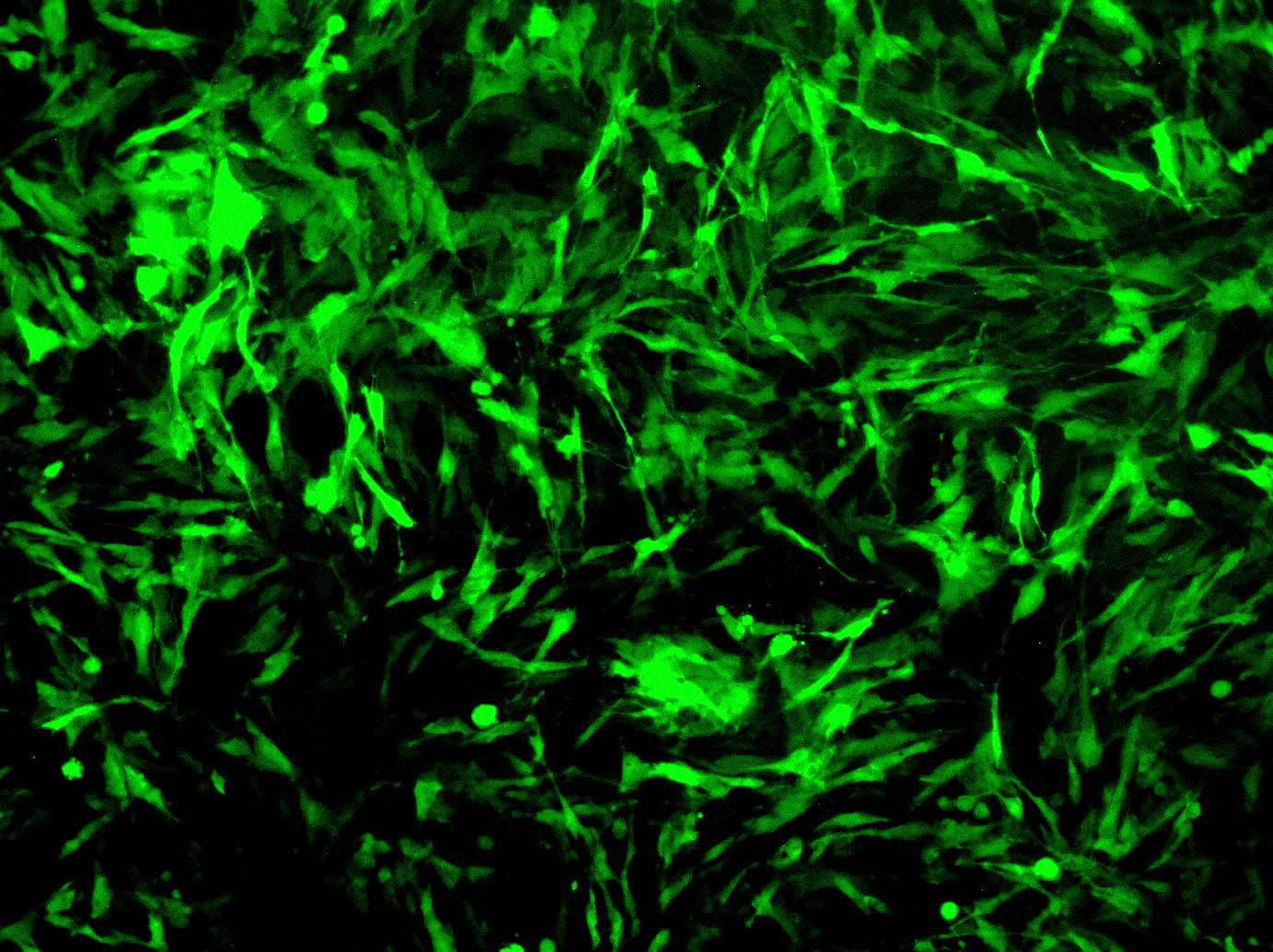  稳定细胞株构建