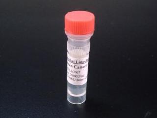 小鼠抗人红细胞单克隆免疫组化荧光抗体