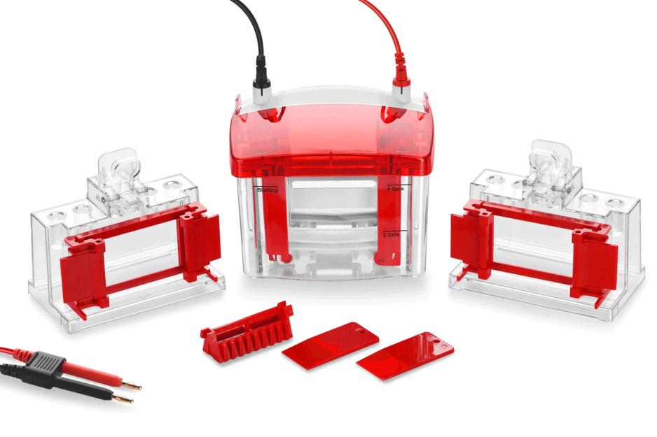 垂直电泳槽（蛋白胶电泳仪）