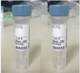 血管内皮细胞生长抑制蛋白vegi抗体