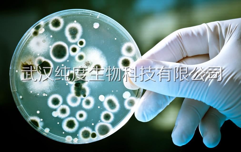 完全琼脂培养基