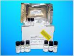 Olfactory Receptor 2A2 (OR2A2) ELISA Kit, Human