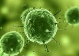 人二倍体细胞&#x2f;人胚肺成纤维细胞；2BS价格