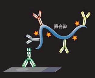 巨噬细胞刺激蛋白,MSP,免疫组化试剂盒小鼠