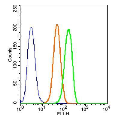 Nuclear Pore Complex Proteins/Nup107 antibody