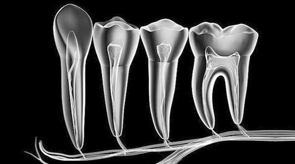 牙髓干细胞提取分离、鉴定与存储