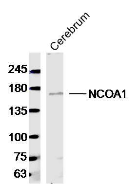 NCOA1/KAT13A核受体共激活剂1抗体