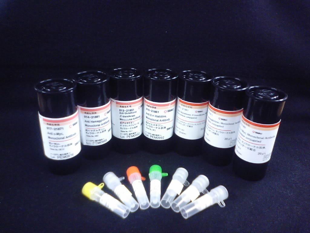 DBP polyclonal antibody免疫