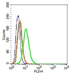 Caveolin-1细胞质膜微囊蛋白-1抗体