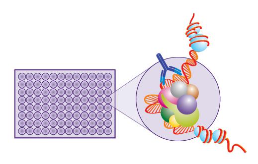 COX-2抑制剂筛选