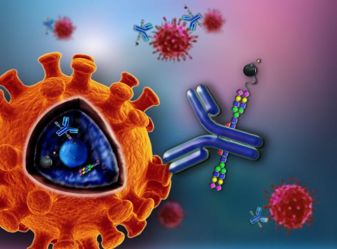 丝氨酸或半胱氨酸蛋白水解酶抑制蛋白1抗体