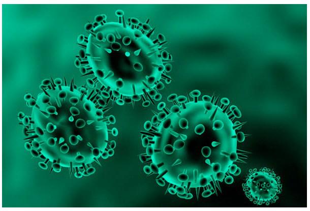 骨保护蛋白/护骨素抗体