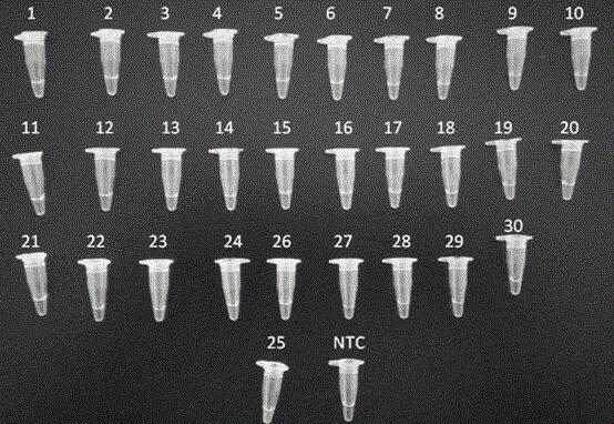 线粒体绿色荧光染色试剂盒BBcellProbe M17