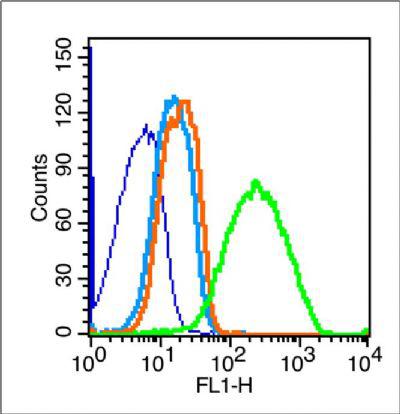 VE Cadherin上皮型钙粘附分子抗体