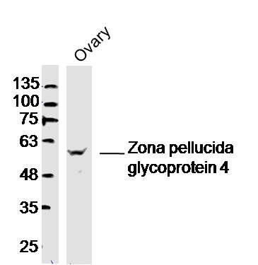 Zona pellucida glycoprotein 4卵透明带糖蛋白4抗体