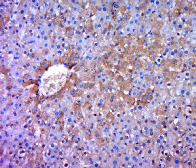 phospho-PRKD3(Ser41)磷酸化蛋白激酶C nu型抗体