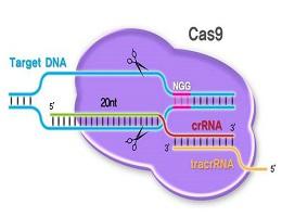 CRISPR/Cas9敲除细胞系