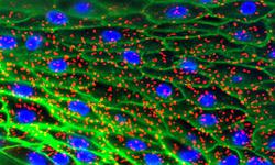 p-Nitrophenyl Phosphate Tablets