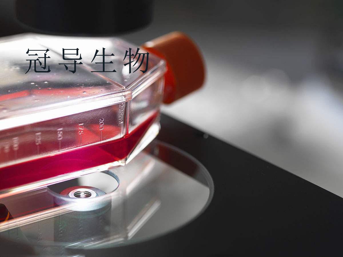 HFF-1，人包皮成纤维细胞