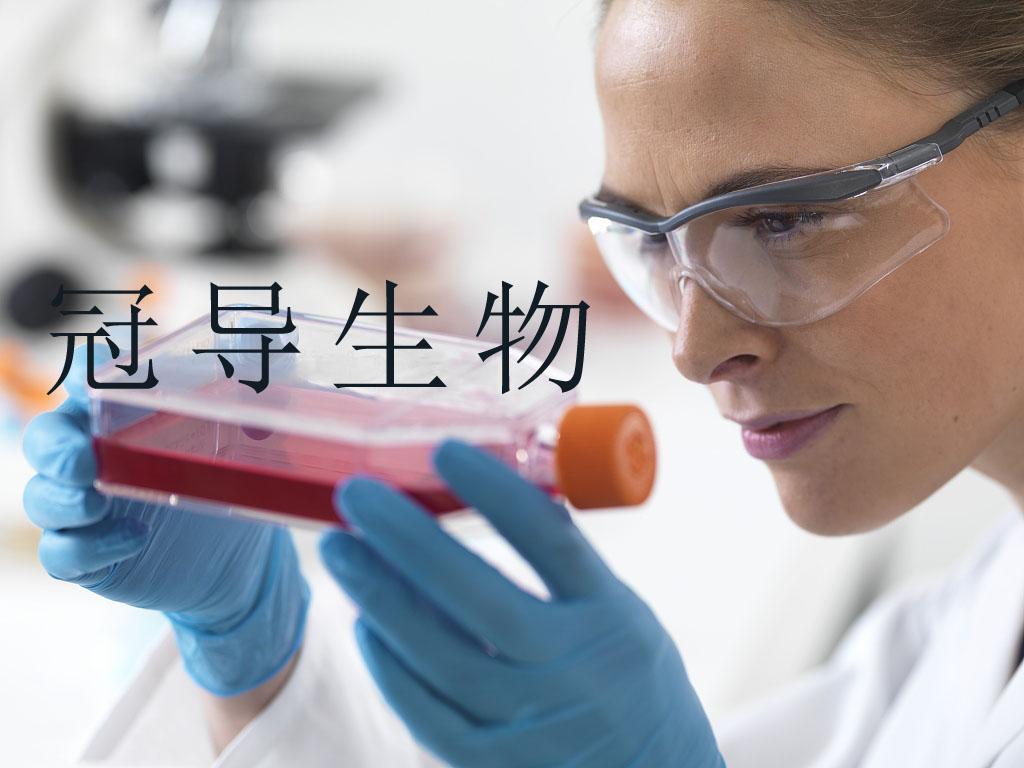 hCMEC/D3永生化人脑微血管内皮细胞