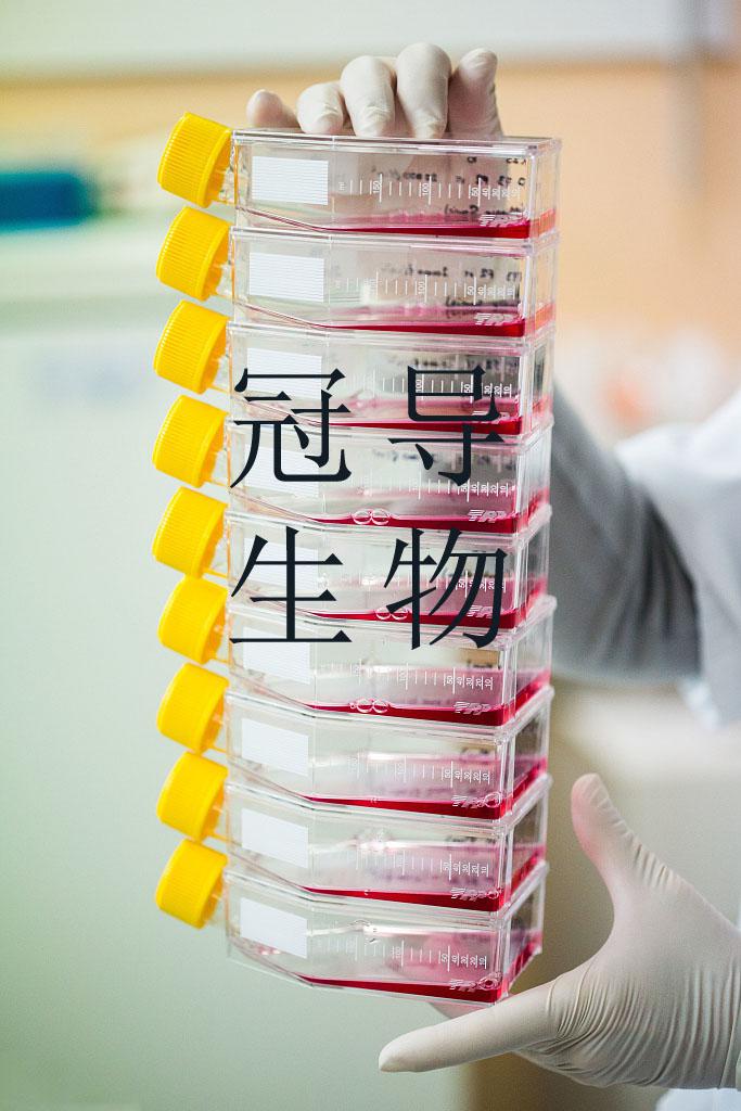 MOVAS小鼠主动脉血管平滑肌复苏细胞