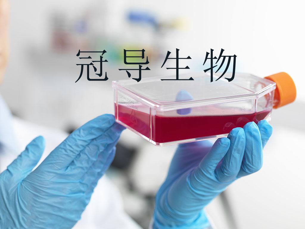 人小神经胶质细胞|HM