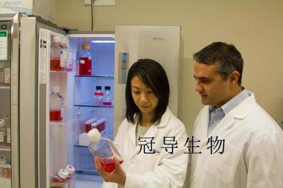 HA-VSMC/人主动脉血管平滑肌细胞