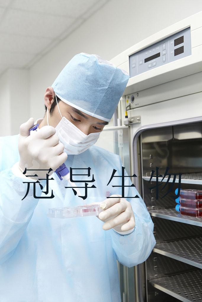 QSG-7701细胞系(人肝细胞培养技术更多指导)