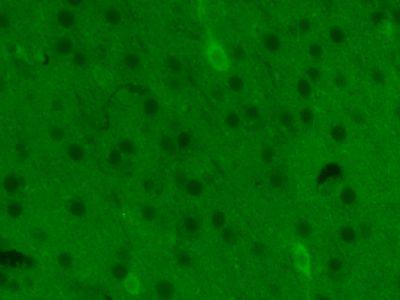 FITC标记的Toll样受体7抗体