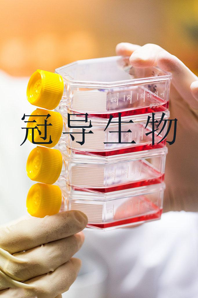 Sall BclxL C1细胞系 实验室中心权威直销中