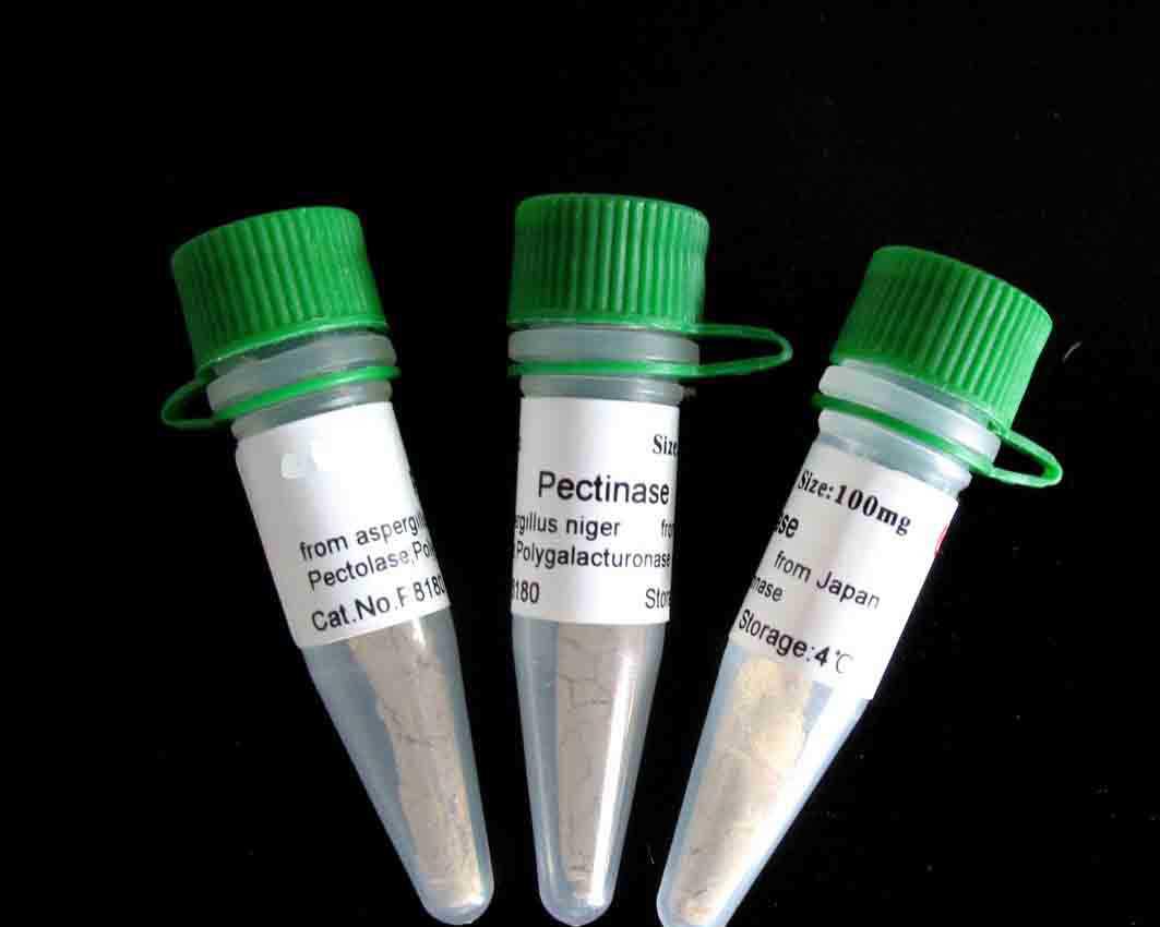 磷酸化脊髓小脑失调症蛋白1抗体 0.1ml/100μg 