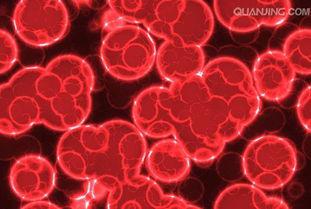 小鼠精原细胞系