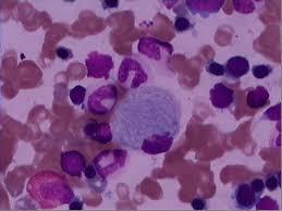 小鼠脑动脉血管内皮细胞多少钱