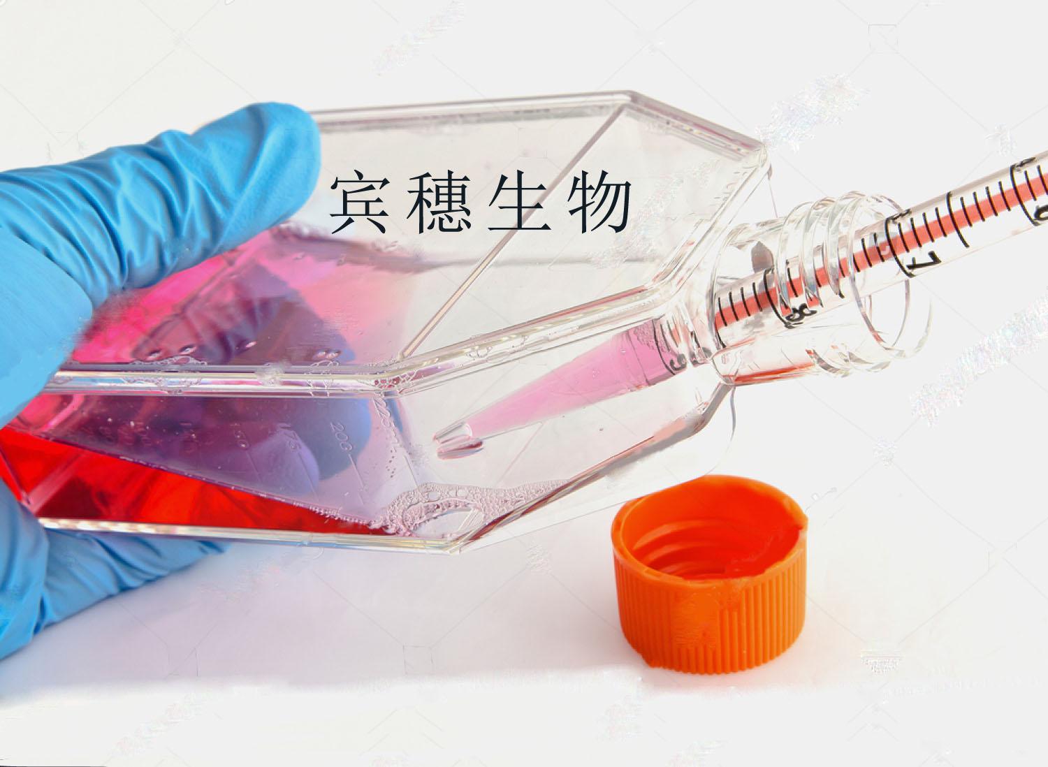 MOVAS小鼠主动脉血管平滑肌细胞系售后强