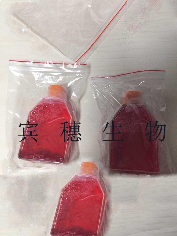 Tregs细胞：小鼠调节性T细胞