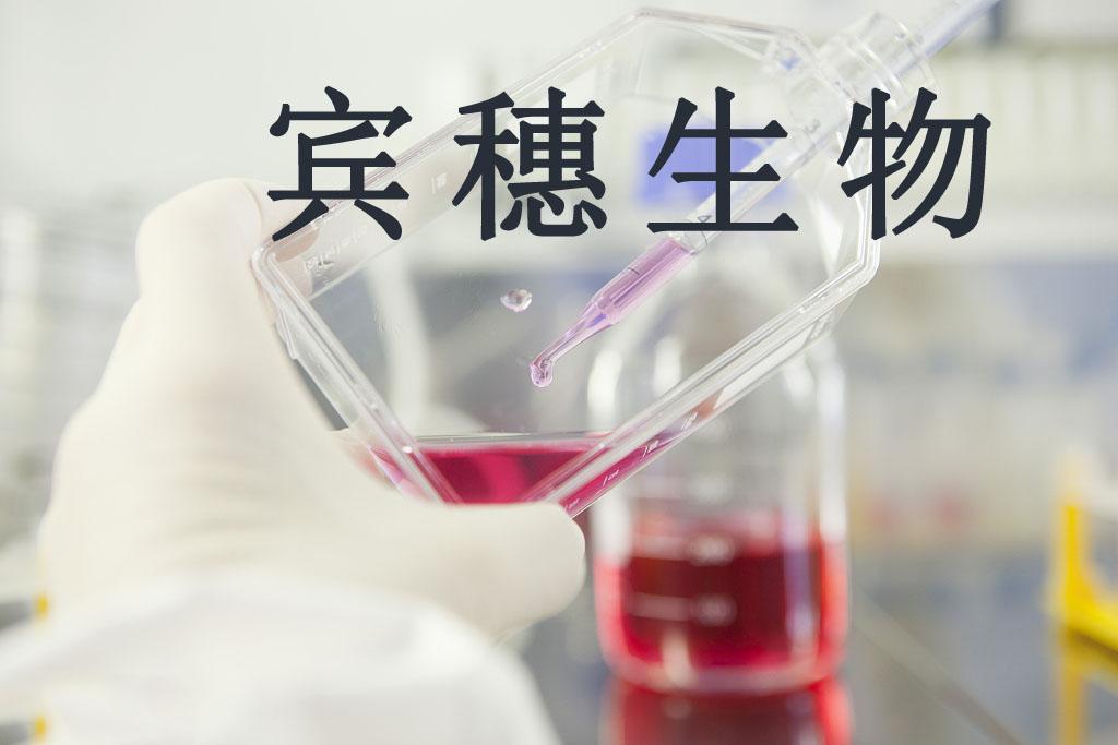 U251 MG细胞|人神经胶质瘤细胞