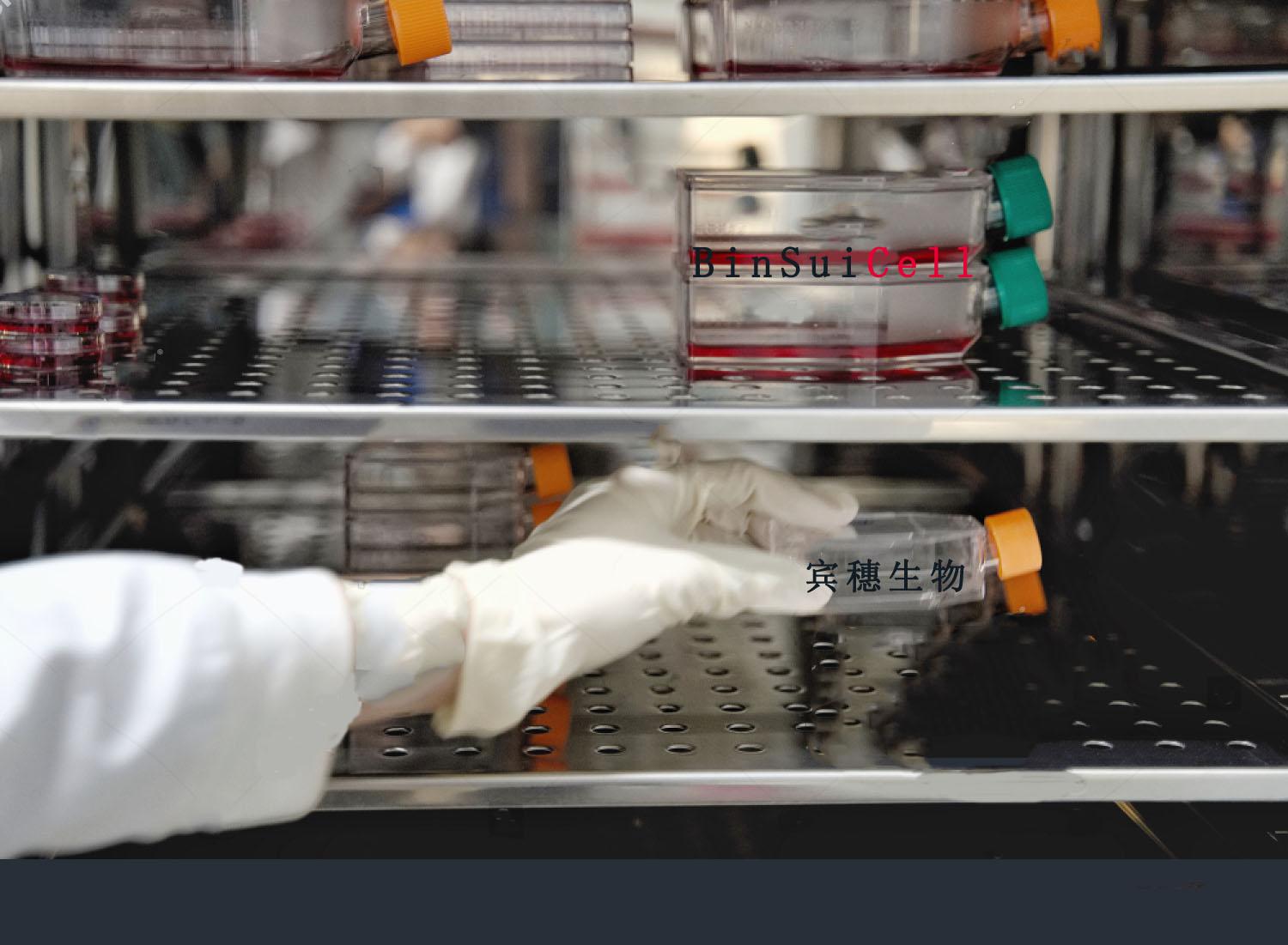 SHEE细胞|永生化食管上皮细胞