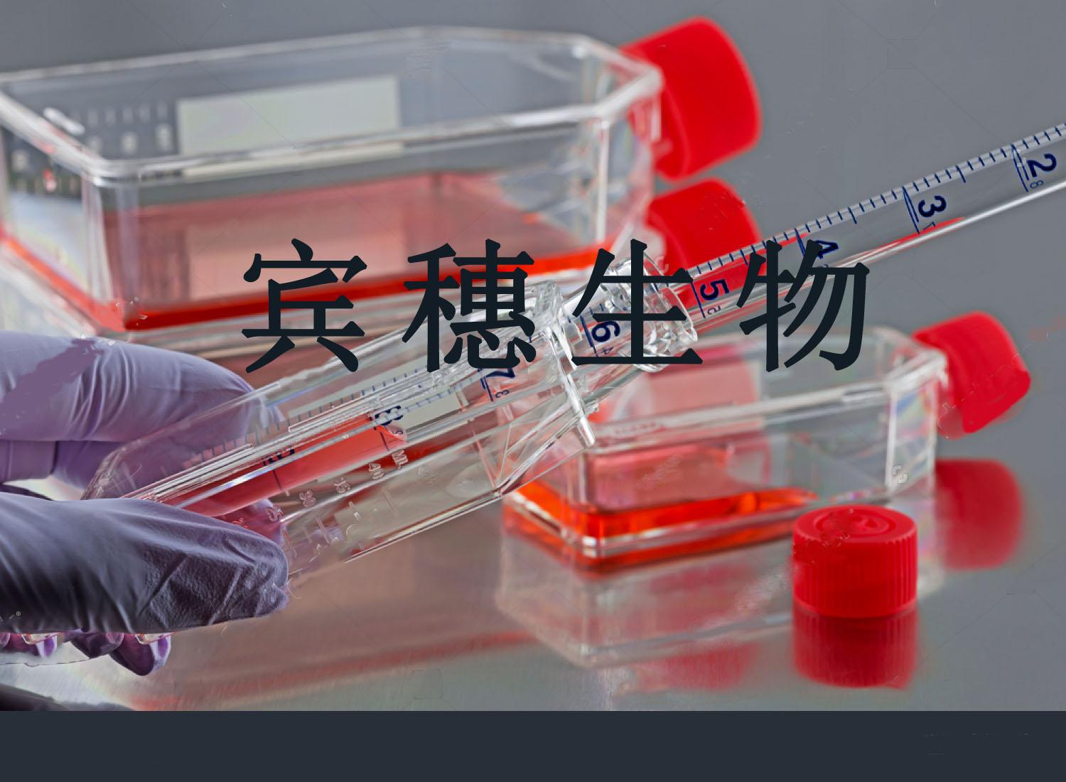 A673细胞|人横纹肌瘤细胞